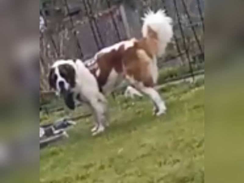 Bernhardiner Rüde, geb. 10.2022, Kastriert, sucht neues Zuhause