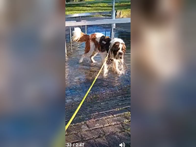 Bernhardiner Rüde, geb. 10.2022, Kastriert, sucht neues Zuhause