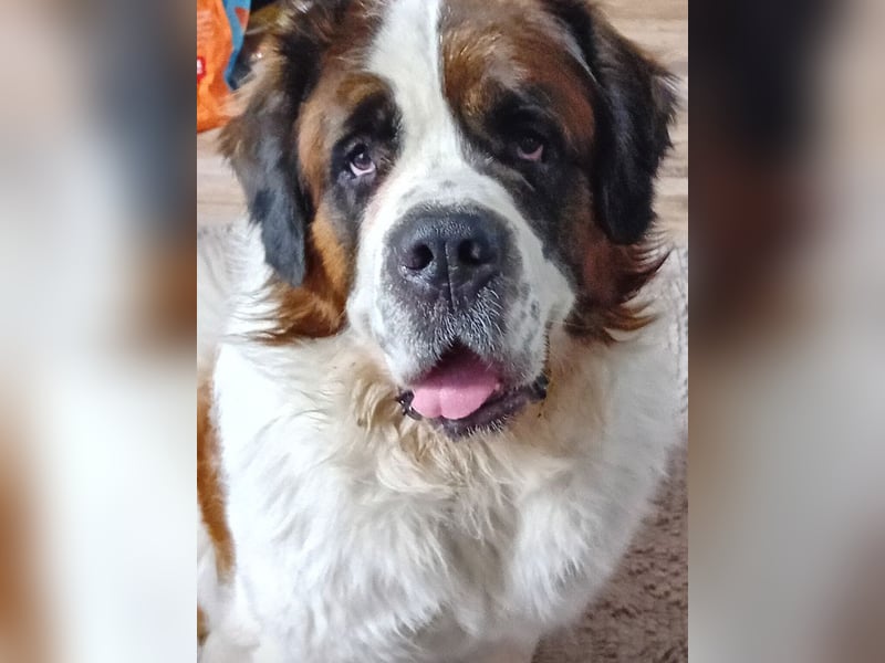 Bernhardiner Rüde, geb. 10.2022, Kastriert, sucht neues Zuhause