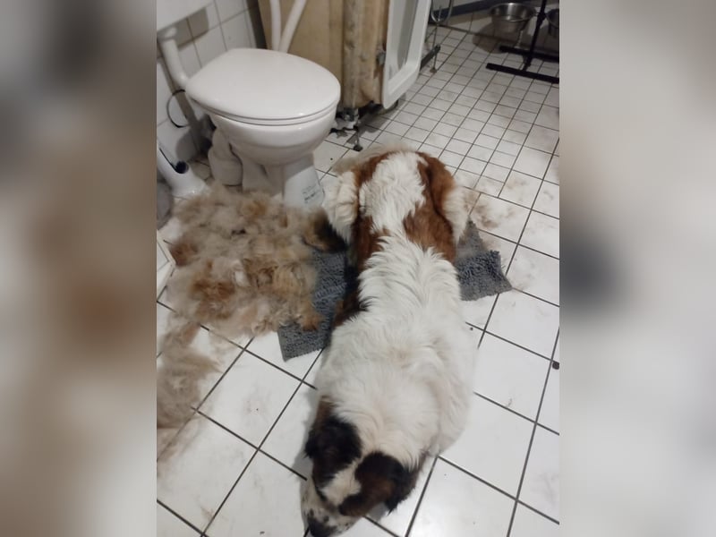 Bernhardiner Rüde, geb. 10.2022, Kastriert, sucht neues Zuhause