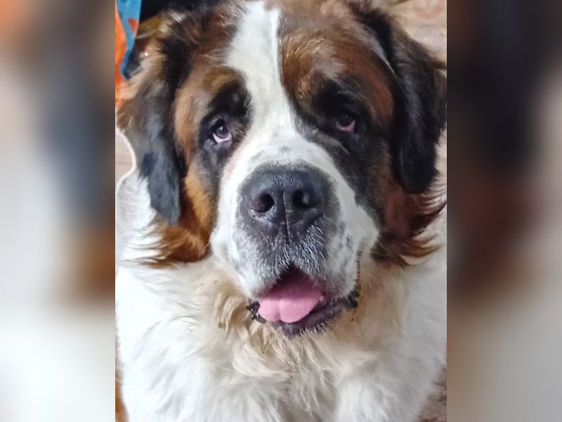 Bernhardiner Rüde, geb. 10.2022, Kastriert, sucht neues Zuhause