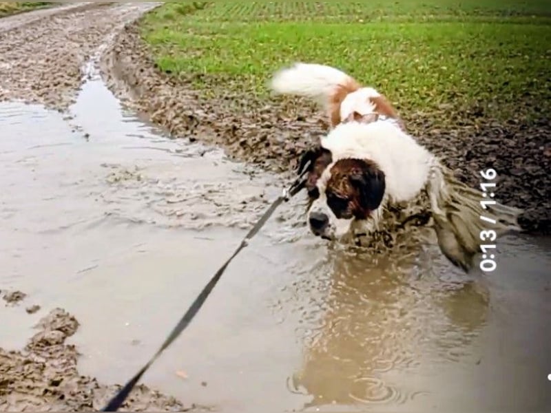 Bernhardiner Rüde, geb. 10.2022, Kastriert, sucht neues Zuhause