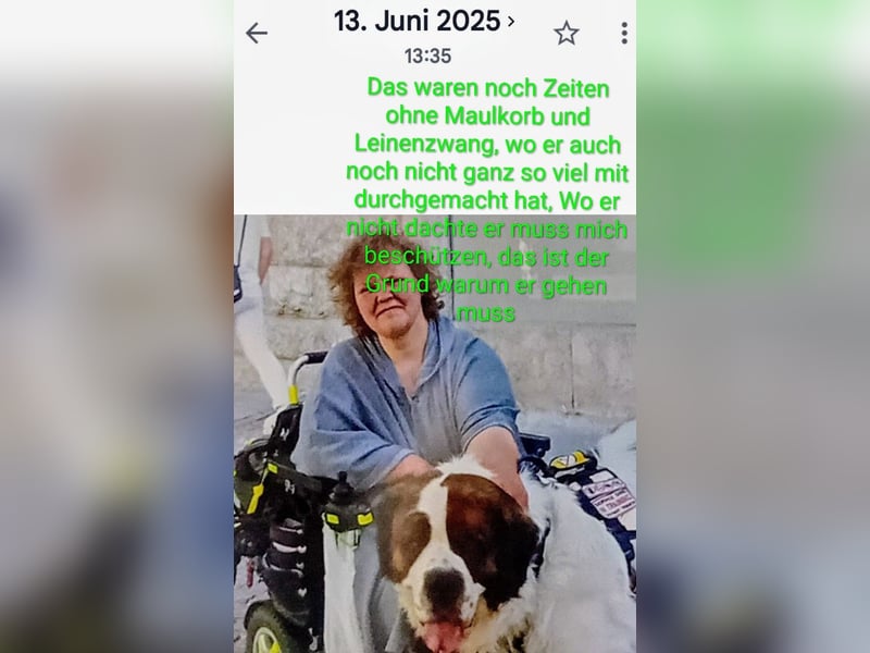 Bernhardiner Rüde, geb. 10.2022, Kastriert, sucht neues Zuhause