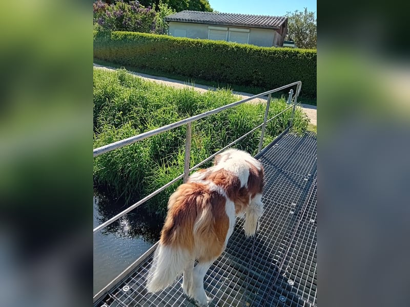 Bernhardiner Rüde, geb. 10.2022, Kastriert, sucht neues Zuhause