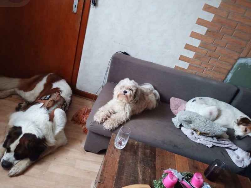 Bernhardiner Rüde, geb. 10.2022, Kastriert, sucht neues Zuhause