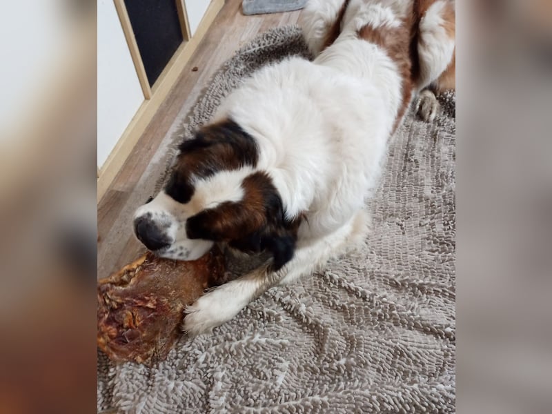 Bernhardiner Rüde, geb. 10.2022, Kastriert, sucht neues Zuhause