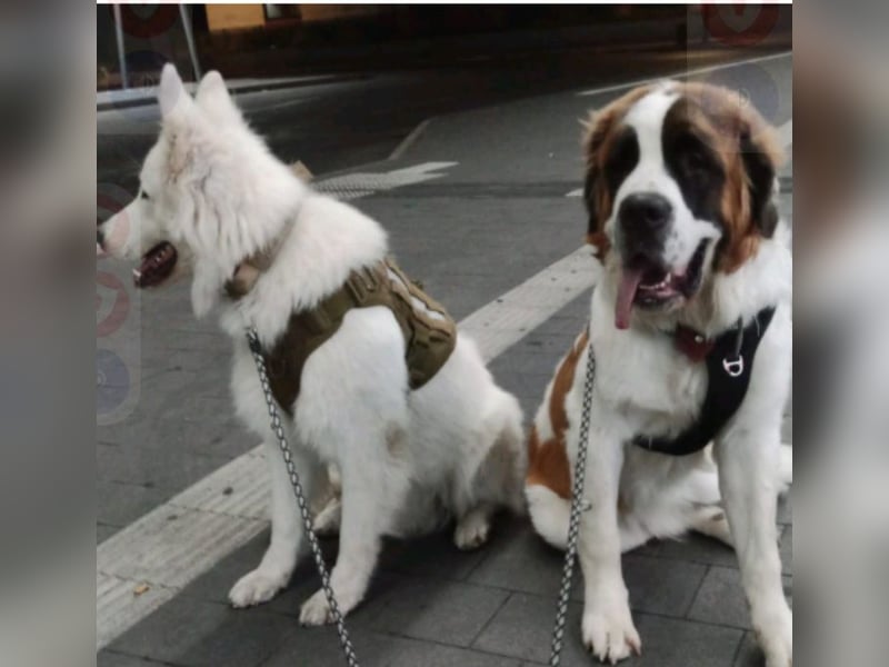 Bernhardiner Rüde, geb. 10.2022, Kastriert, sucht neues Zuhause