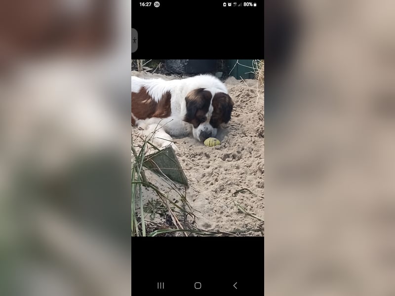 Bernhardiner Rüde, geb. 10.2022, Kastriert, sucht neues Zuhause