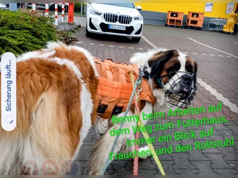 Bernhardiner Rüde, geb. 10.2022, Kastriert, sucht neues Zuhause