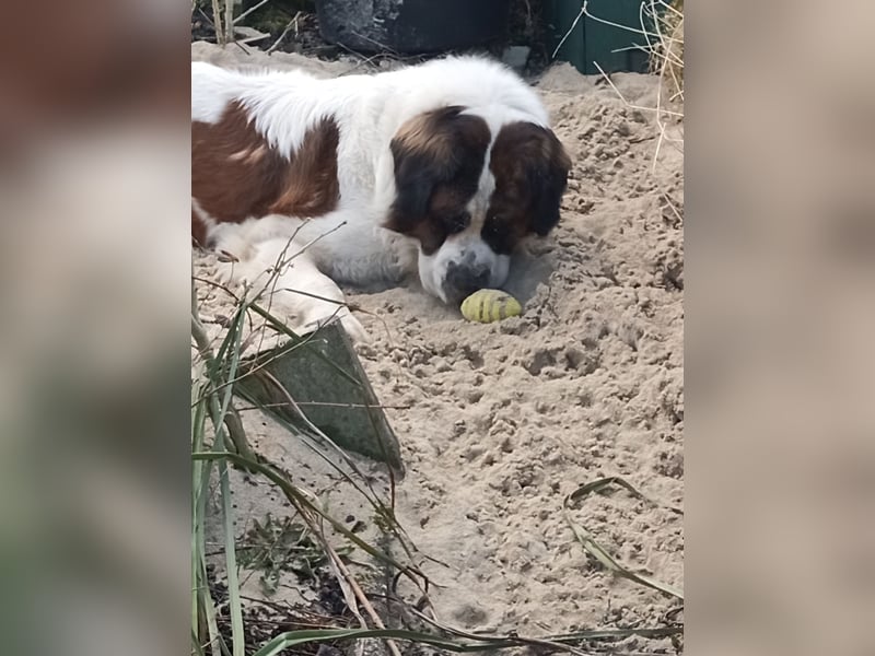 Bernhardiner Rüde, geb. 10.2022, Kastriert, sucht neues Zuhause