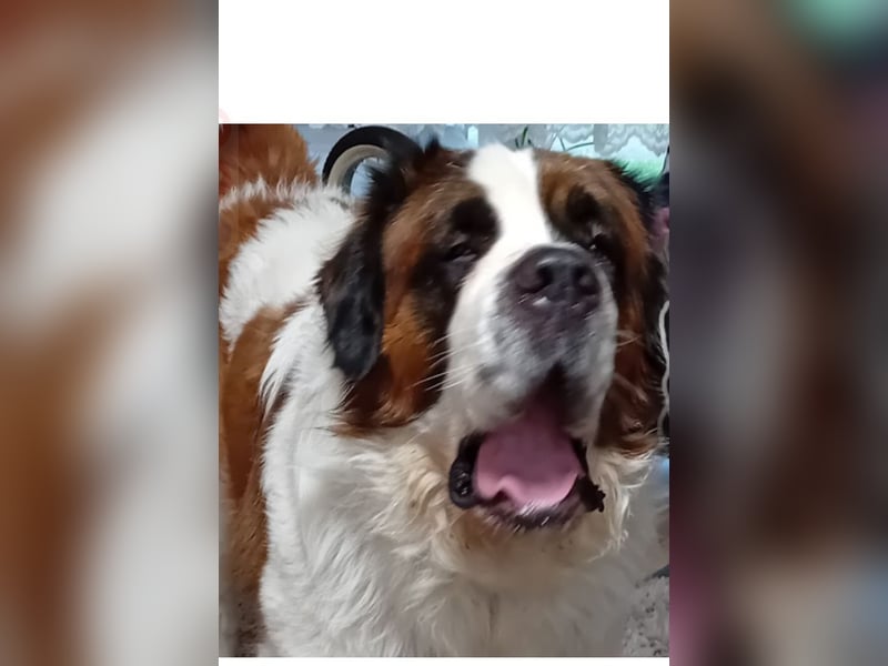 Bernhardiner Rüde, geb. 10.2022, Kastriert, sucht neues Zuhause