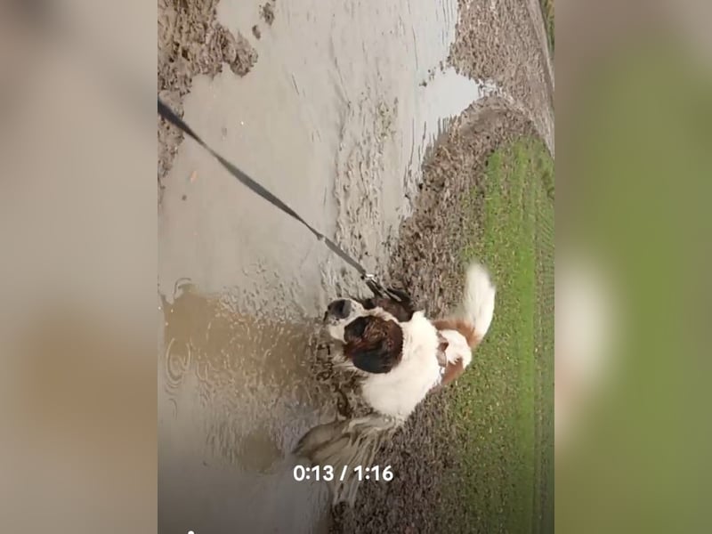 Bernhardiner Rüde, geb. 10.2022, Kastriert, sucht neues Zuhause