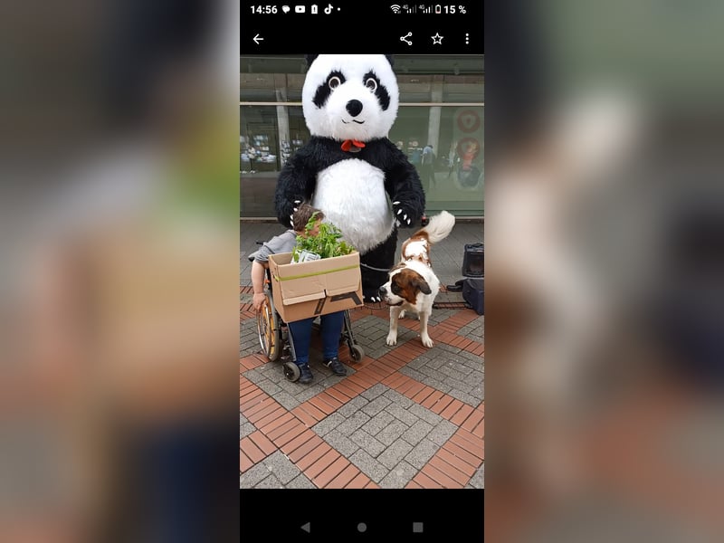 Bernhardiner Rüde, geb. 10.2022, Kastriert, sucht neues Zuhause