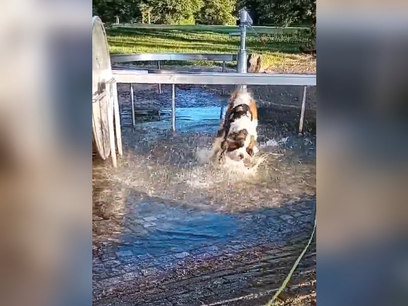 Bernhardiner Rüde, geb. 10.2022, Kastriert, sucht neues Zuhause