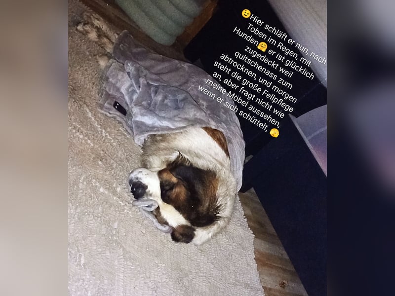 Bernhardiner Rüde, geb. 10.2022, Kastriert, sucht neues Zuhause