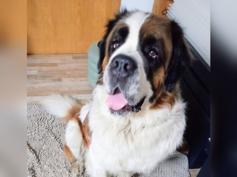 Bernhardiner Rüde, geb. 10.2022, Kastriert, sucht neues Zuhause