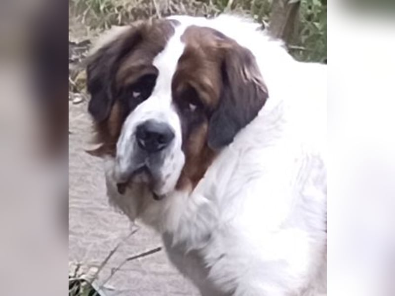 Bernhardiner Rüde, geb. 10.2022, Kastriert, sucht neues Zuhause