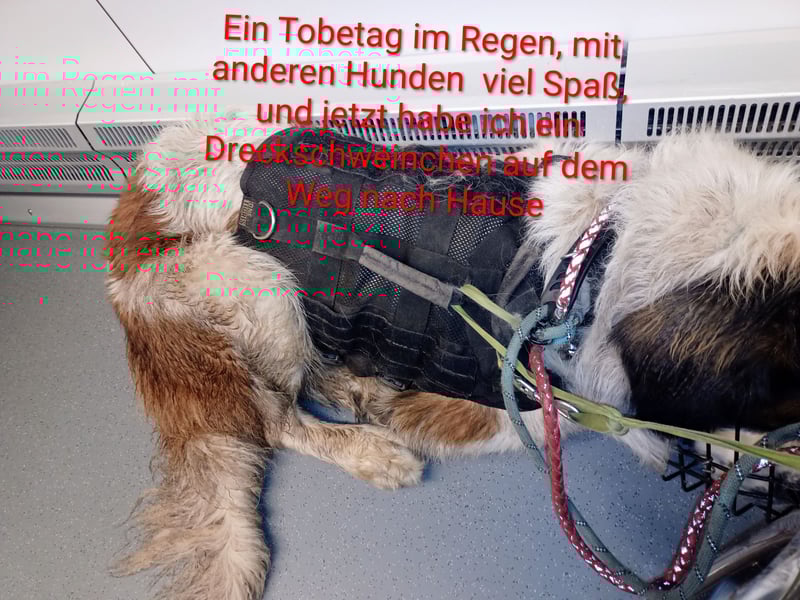 Bernhardiner Rüde, geb. 10.2022, Kastriert, sucht neues Zuhause