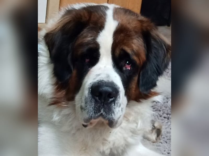 Bernhardiner Rüde, geb. 10.2022, Kastriert, sucht neues Zuhause