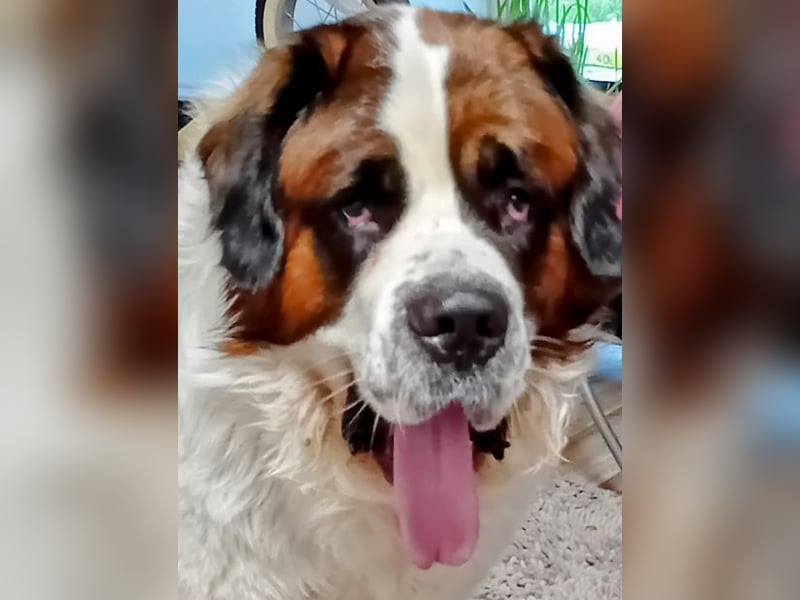 Bernhardiner Rüde, geb. 10.2022, Kastriert, sucht neues Zuhause