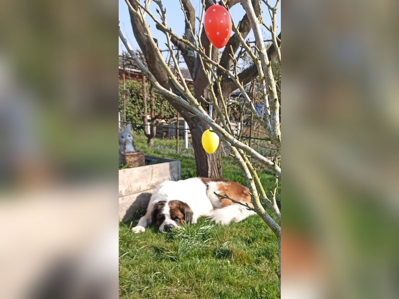 Bernhardiner Rüde, geb. 10.2022, Kastriert, sucht neues Zuhause