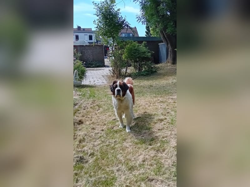 Bernhardiner Rüde, geb. 10.2022, Kastriert, sucht neues Zuhause