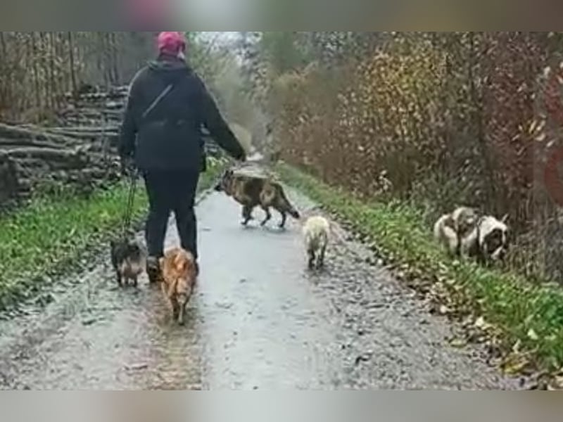 Bernhardiner Rüde, geb. 10.2022, Kastriert, sucht neues Zuhause