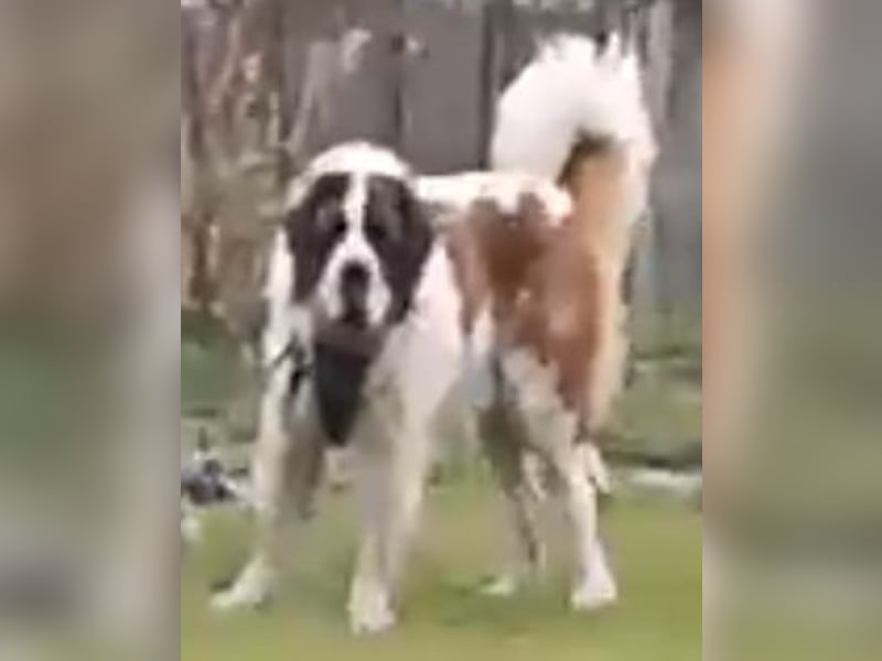 Bernhardiner Rüde, geb. 10.2022, Kastriert, sucht neues Zuhause