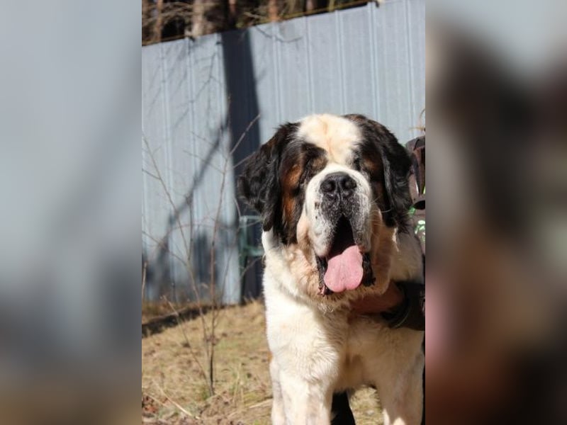 Bootsmann, Bernhardiner, geb. 2018, Traumhund mit Handicap