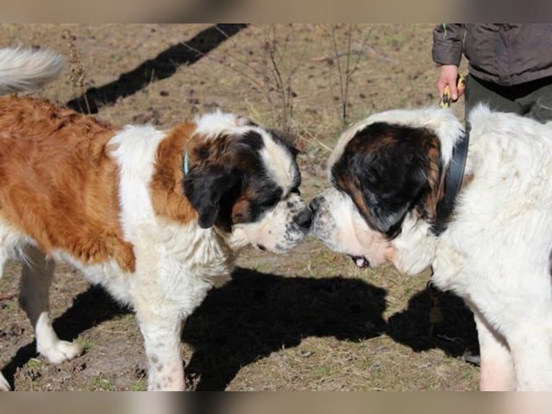 Bootsmann, Bernhardiner, geb. 2018, Traumhund mit Handicap