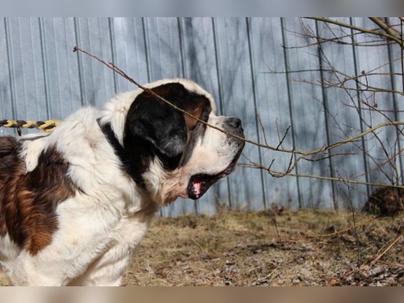 Bootsmann, Bernhardiner, geb. 2018, Traumhund mit Handicap