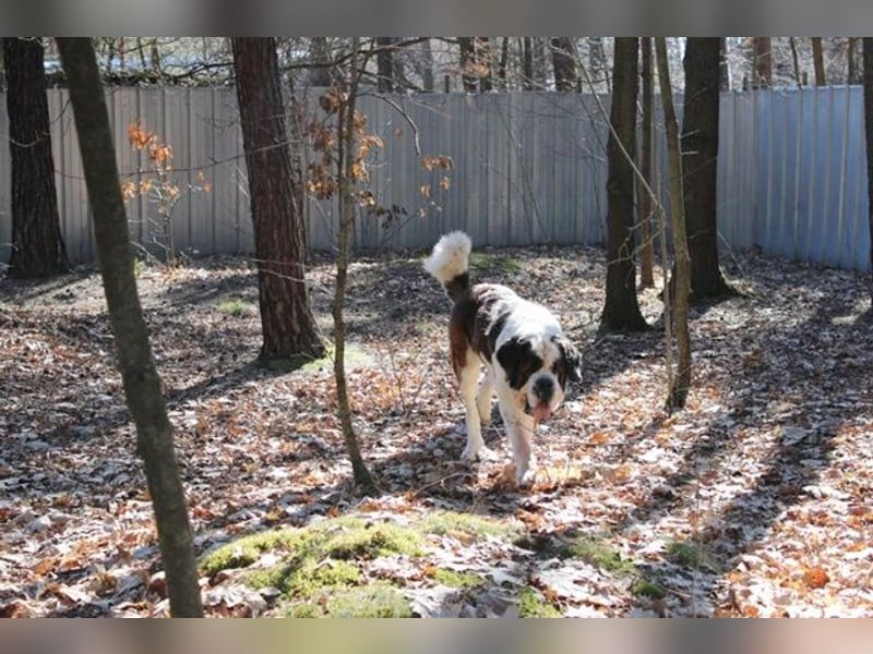 Bootsmann, Bernhardiner, geb. 2018, Traumhund mit Handicap