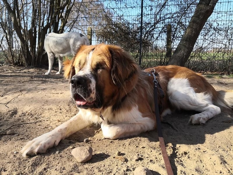 MONTY BRAUCHT DRINGEND SEIN ZUHAUSE!