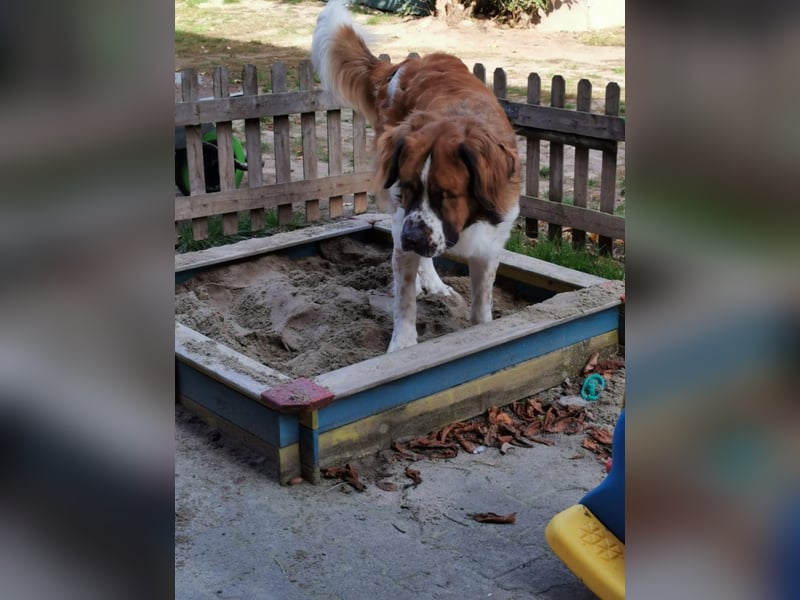 MONTY BRAUCHT DRINGEND SEIN ZUHAUSE!