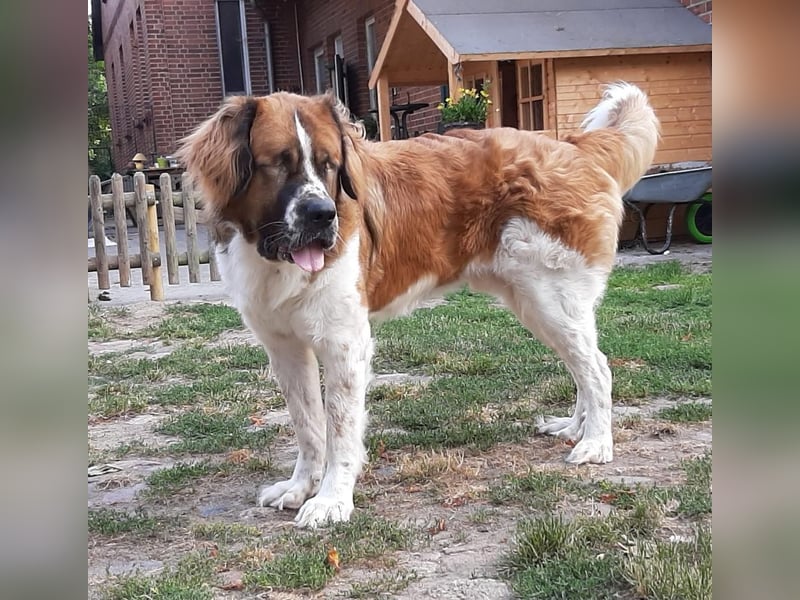 MONTY BRAUCHT DRINGEND SEIN ZUHAUSE!