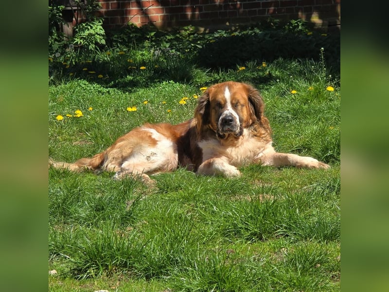MONTY BRAUCHT DRINGEND SEIN ZUHAUSE!