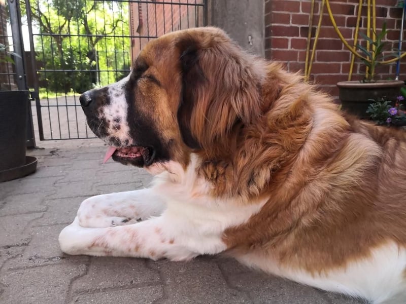 MONTY BRAUCHT DRINGEND SEIN ZUHAUSE!