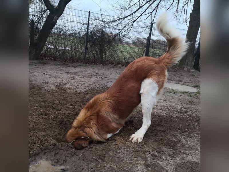MONTY BRAUCHT DRINGEND SEIN ZUHAUSE!