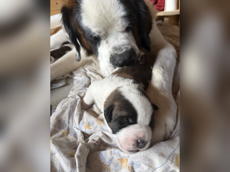 Bernhardinewelpen