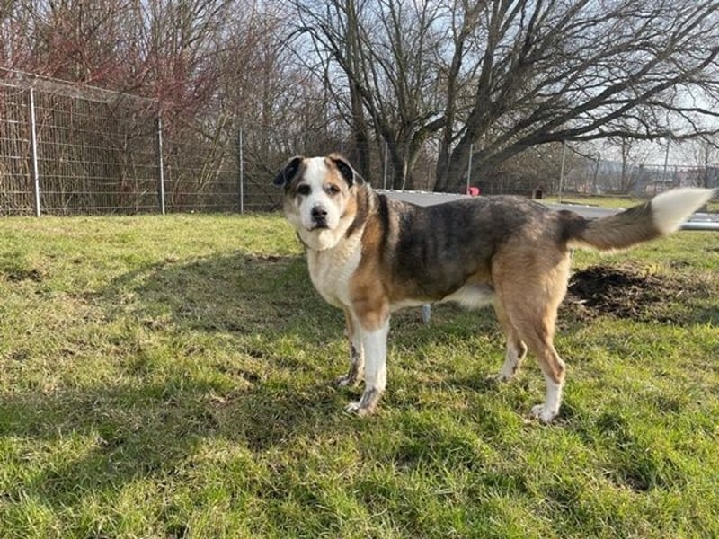 BamBam, Bernhardinermix, geb, 2017, traumhafter Kuschelbär