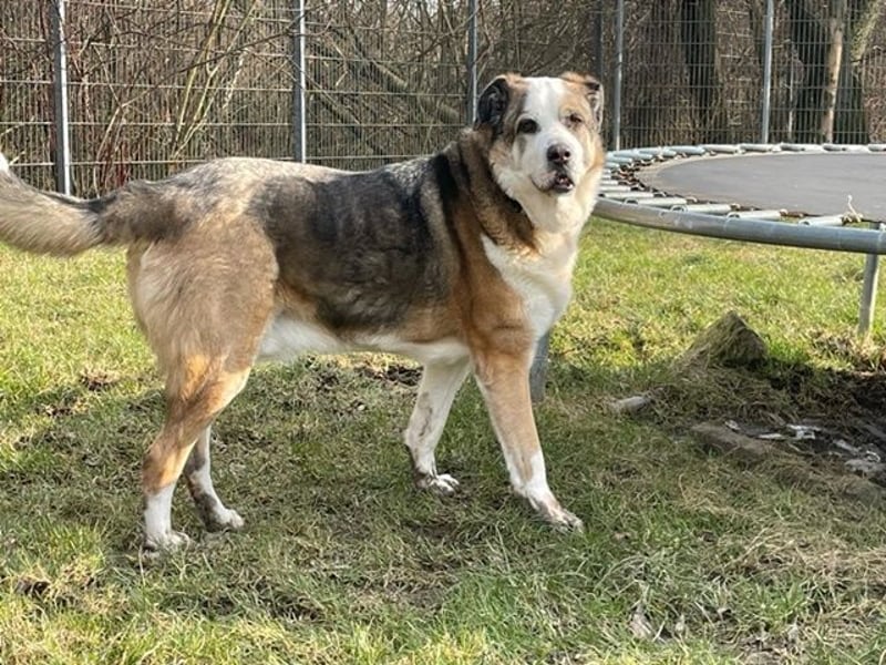 BamBam, Bernhardinermix, geb, 2017, traumhafter Kuschelbär
