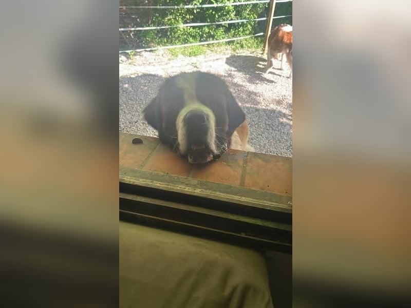 Drago sucht dringend Pflegestelle oder Zuhause
