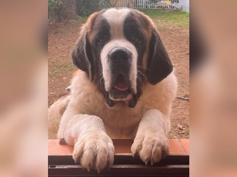 Drago sucht dringend Pflegestelle oder Zuhause