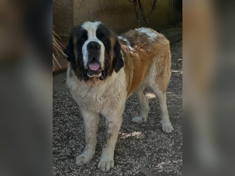 Drago sucht dringend Pflegestelle oder Zuhause