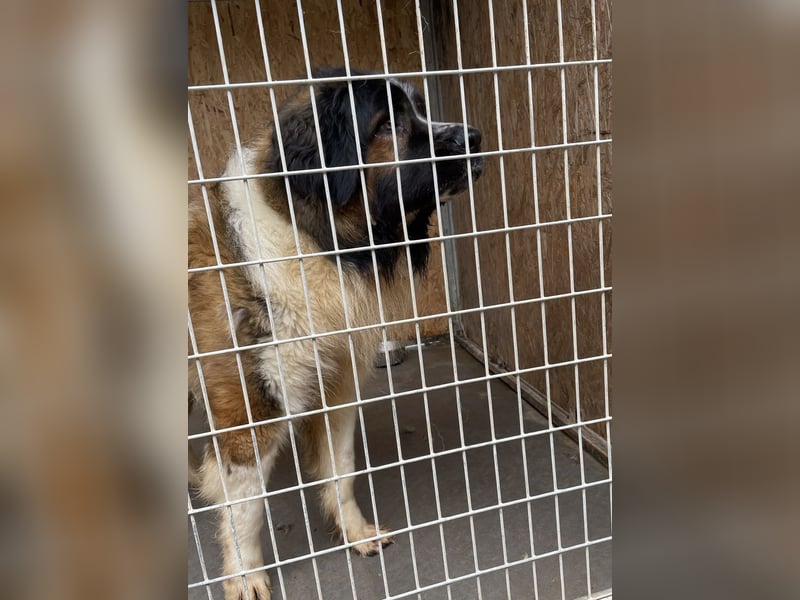 Mamlasz-Maci sucht souveräne Menschen mit Hundeerfahrung
