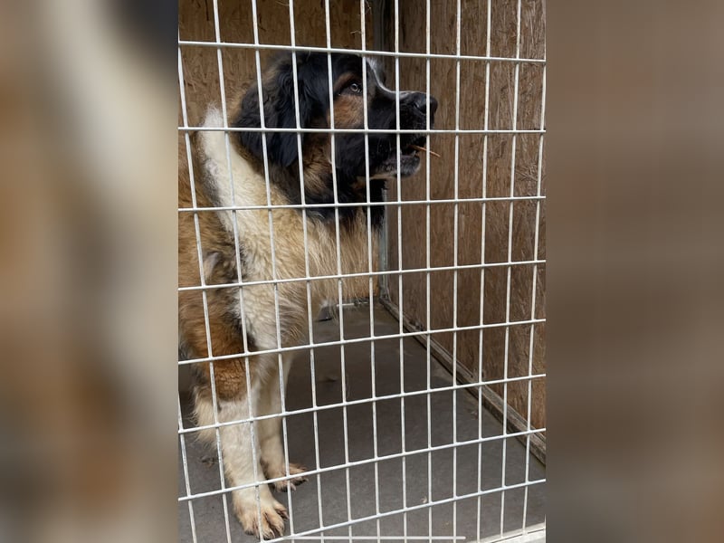 Mamlasz-Maci sucht souveräne Menschen mit Hundeerfahrung