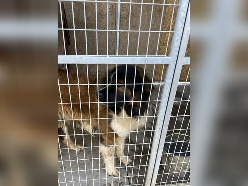 Mamlasz-Maci sucht souveräne Menschen mit Hundeerfahrung