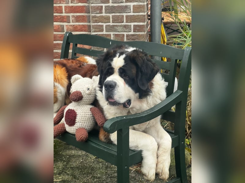 Gestatten Schröder mein Name