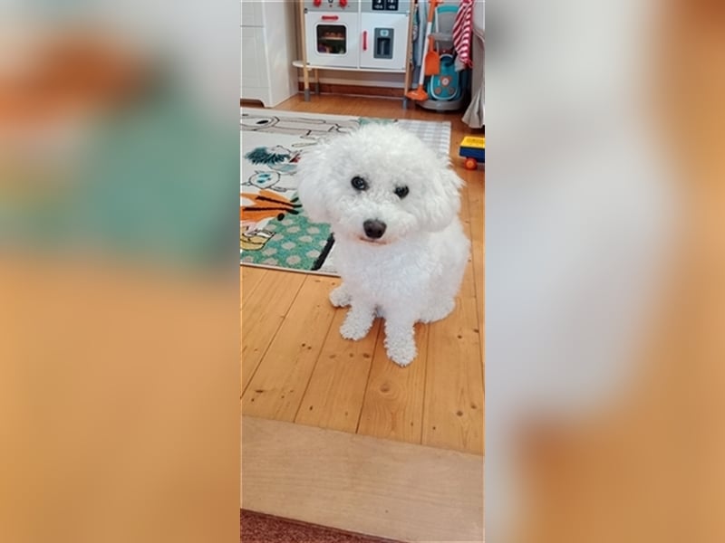 Bichon Frisé Deckrüde und stolzer Papa
