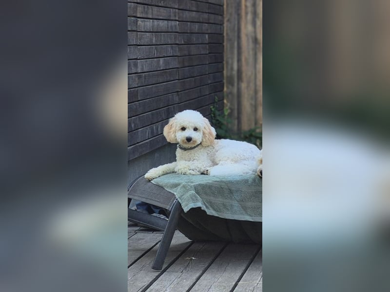 Bichon Frise / Pudel